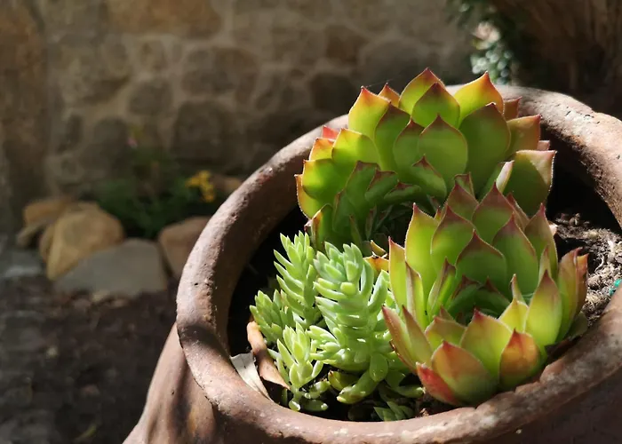 Dom wakacyjny Casa Do Guardado Monsanto