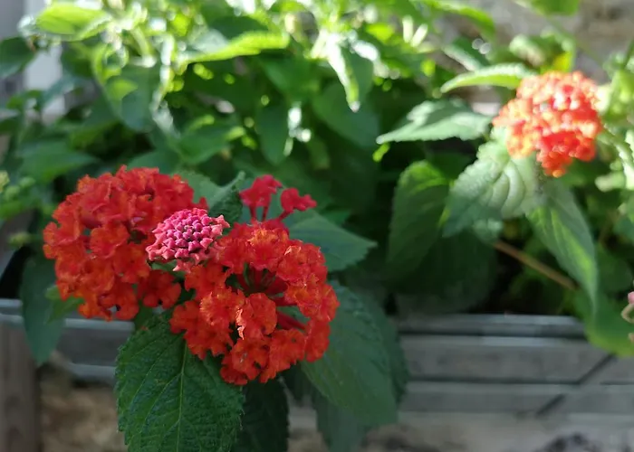 Dom wakacyjny Casa Do Guardado